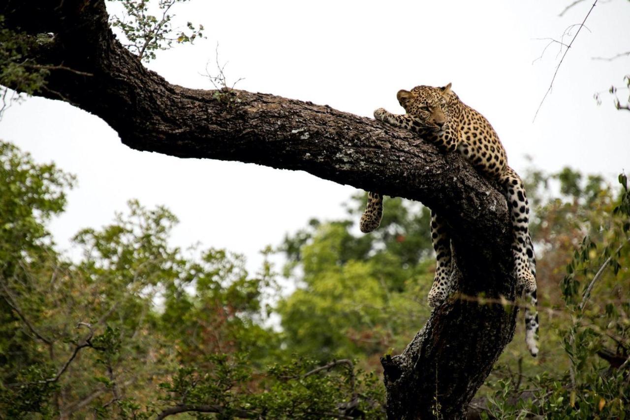 Kapama Karula Villa Kapama Game Reserve Ngoại thất bức ảnh