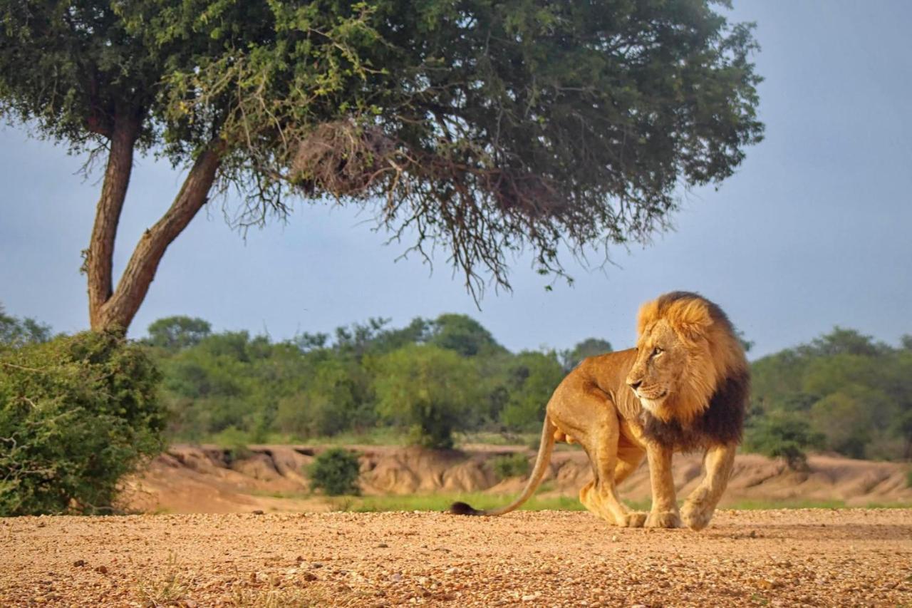 Kapama Karula Villa Kapama Game Reserve Ngoại thất bức ảnh